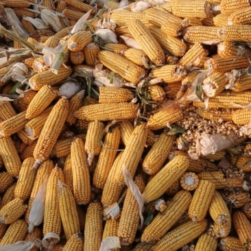 湿玉米棒