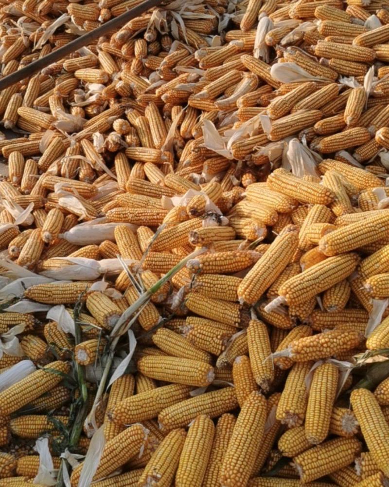 湿玉米棒