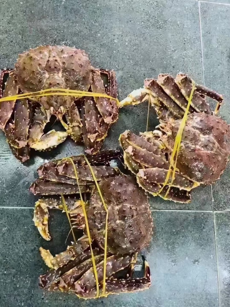 帝王蟹