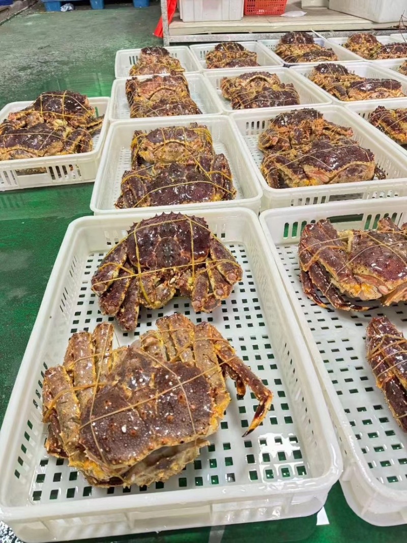 帝王蟹
