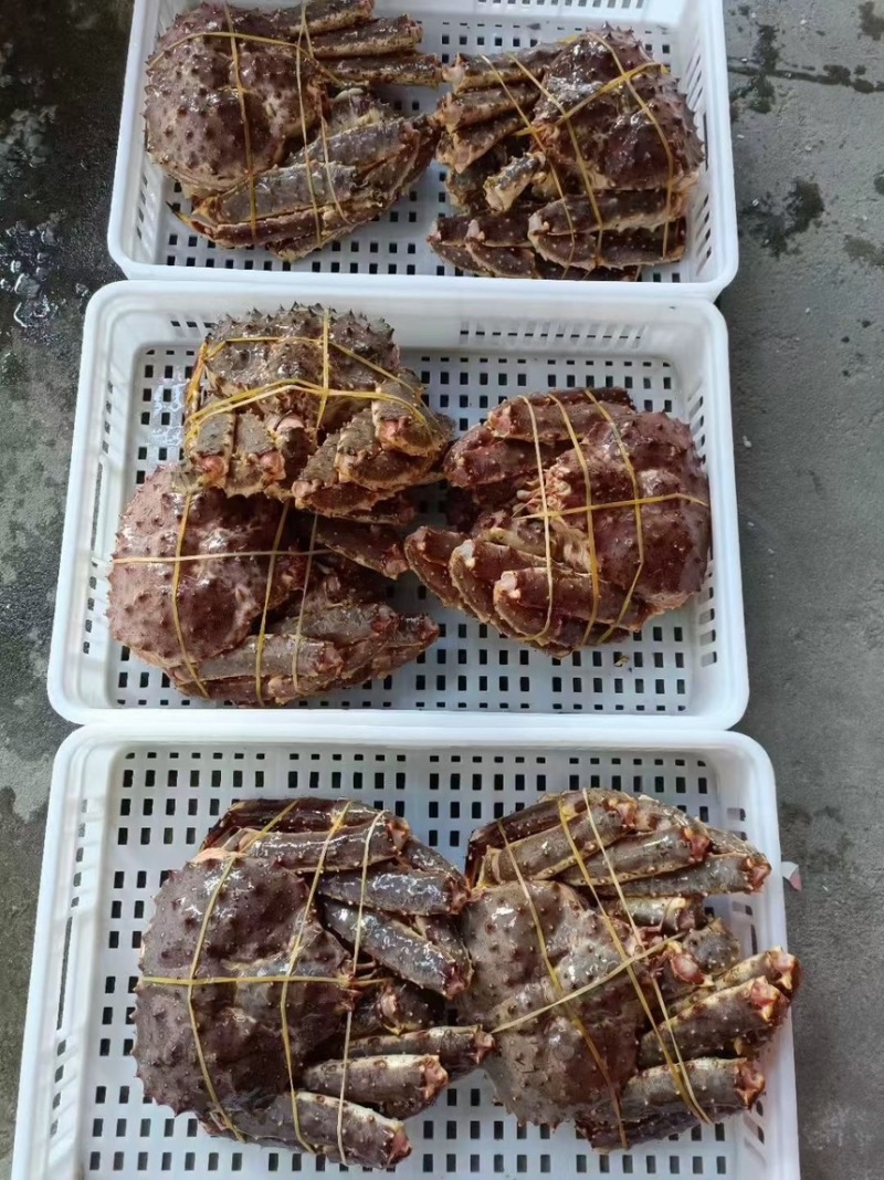 帝王蟹