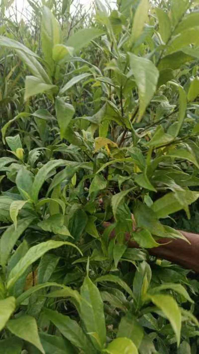 白花牛奶根