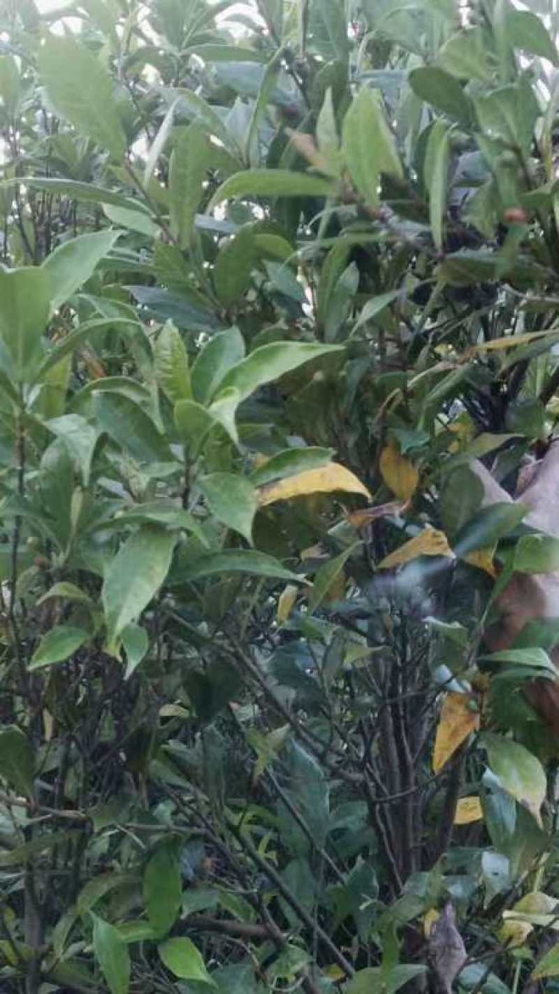白花牛奶根