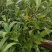白花牛奶根