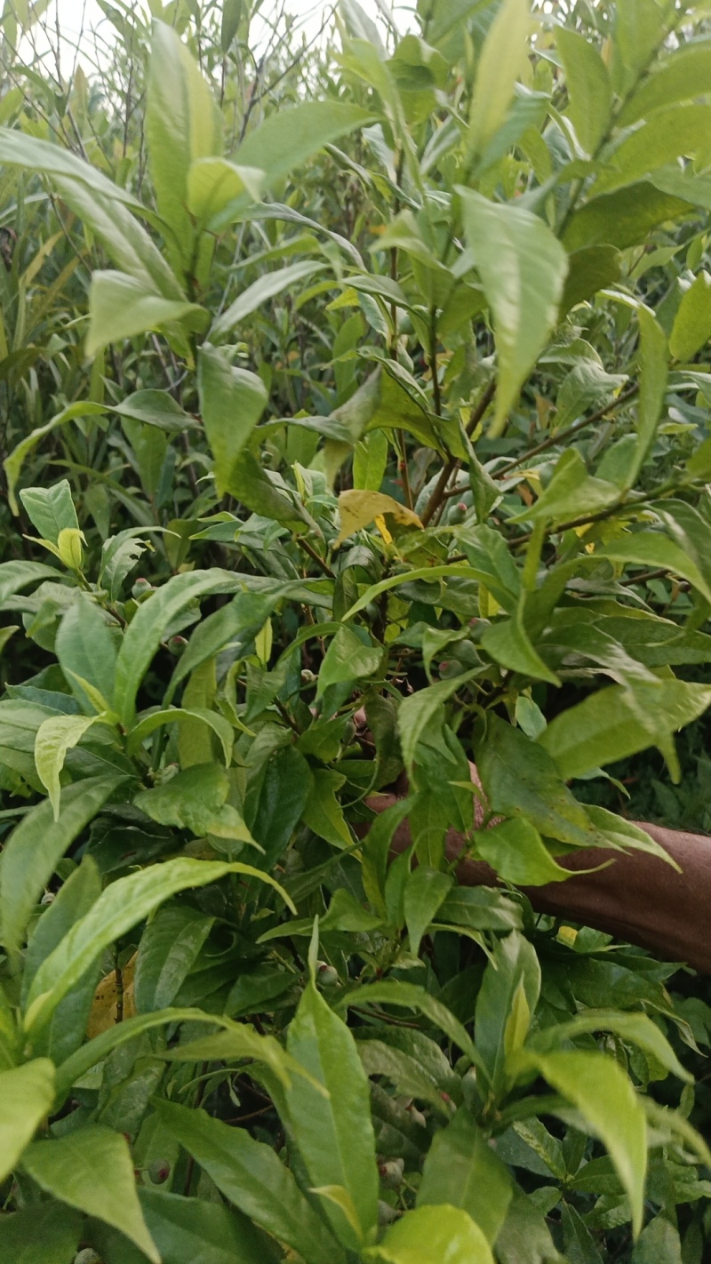 白花牛奶根