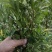 白花牛奶根