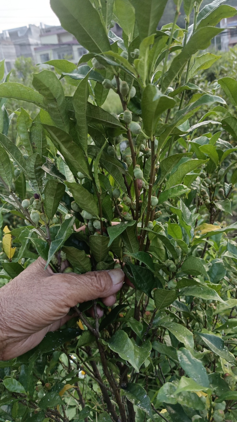 白花牛奶根
