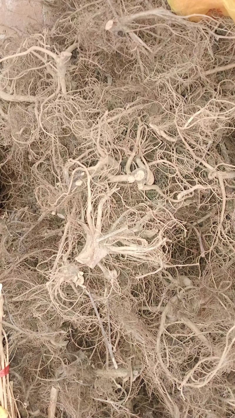 白花牛奶根