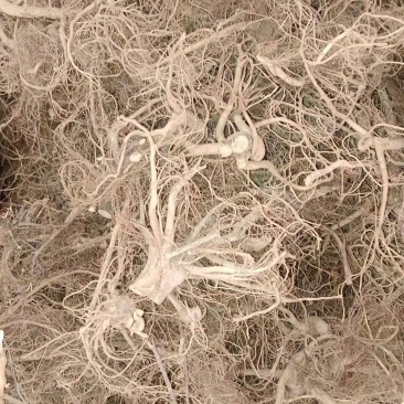 白花牛奶根
