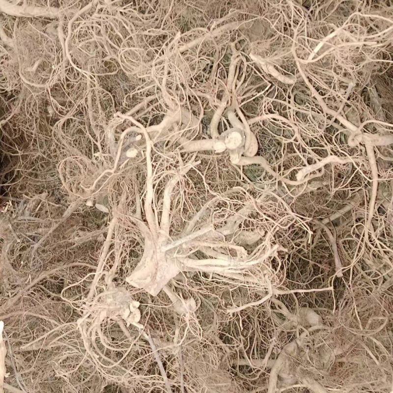 白花牛奶根