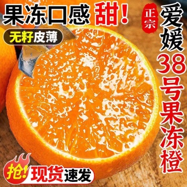 四川爱媛橙果园现采现发一手货源欢迎各地客商洽谈合作