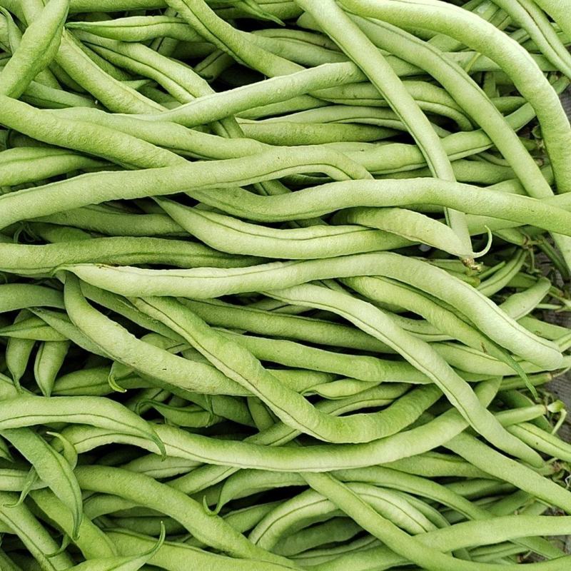 无筋豆半个月后大量上市，有需要的连系