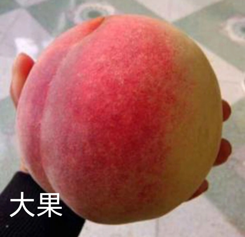 秋彤大果型离核晚熟品种秋彤桃苗