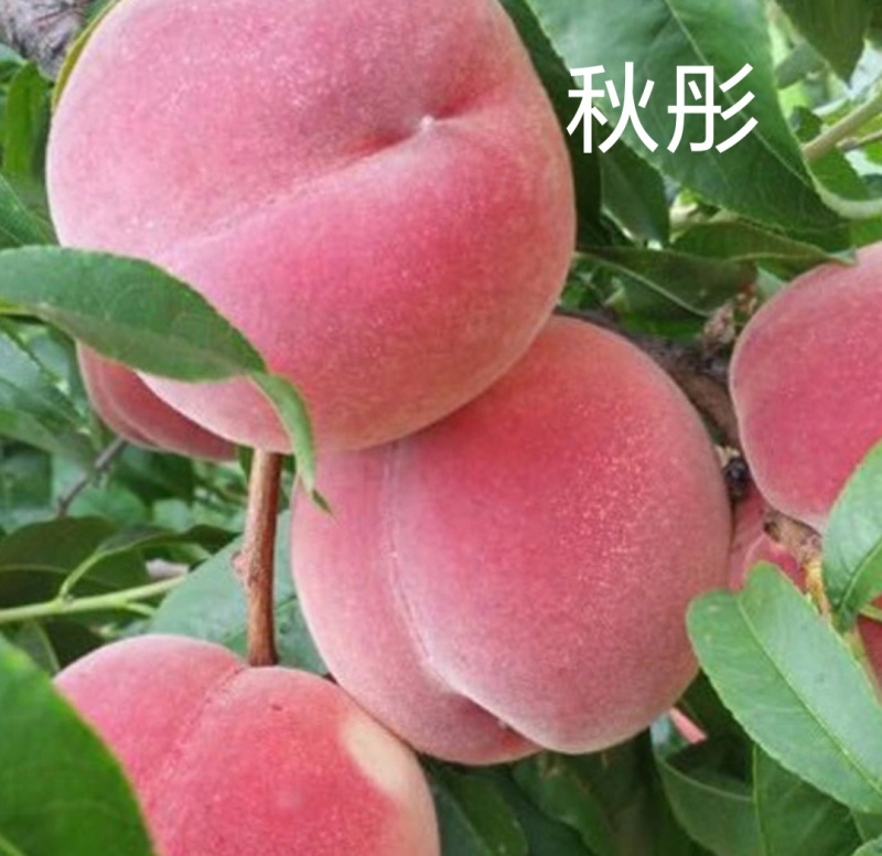 秋彤大果型离核晚熟品种秋彤桃苗