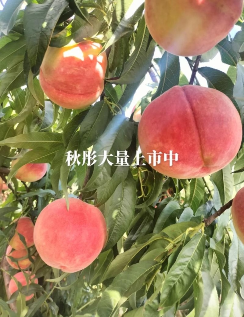 秋彤大果型离核晚熟品种秋彤桃苗