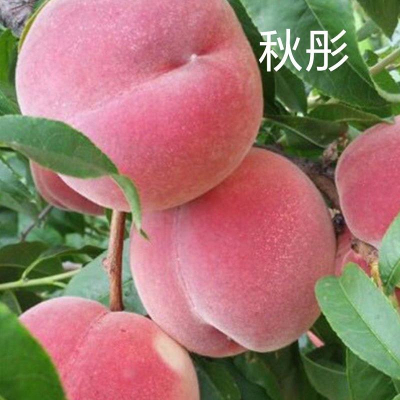秋彤大果型离核晚熟品种秋彤桃苗
