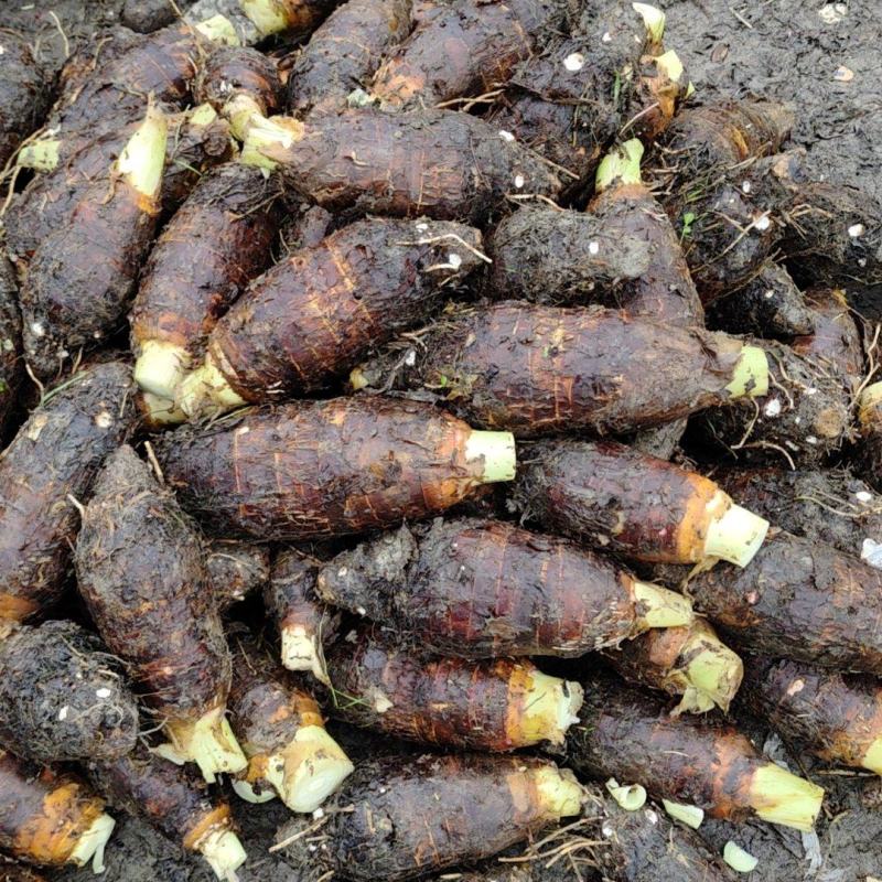 湖南芋头香芋槟榔芋大量上市产地一手货源量大从优
