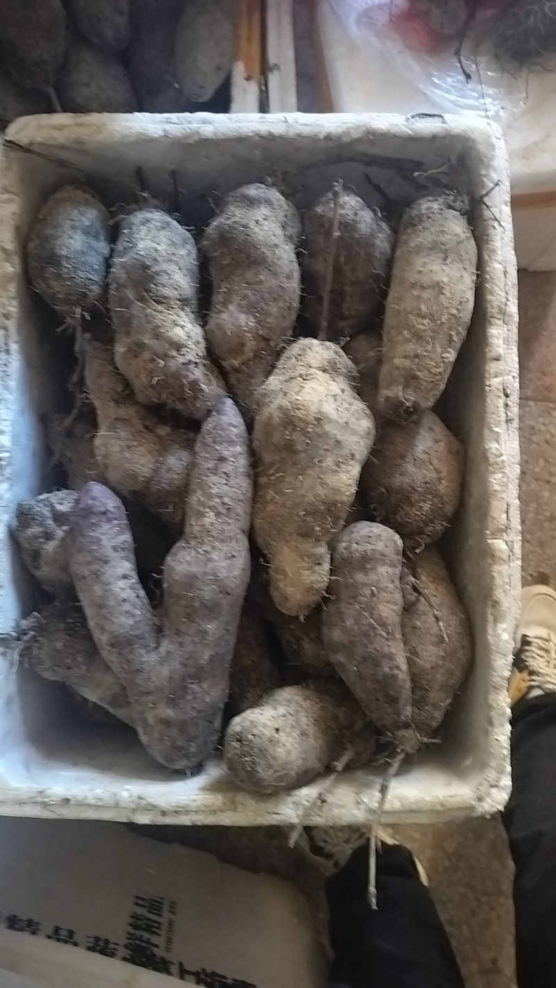 赣南紫山药次品条形不好开叉