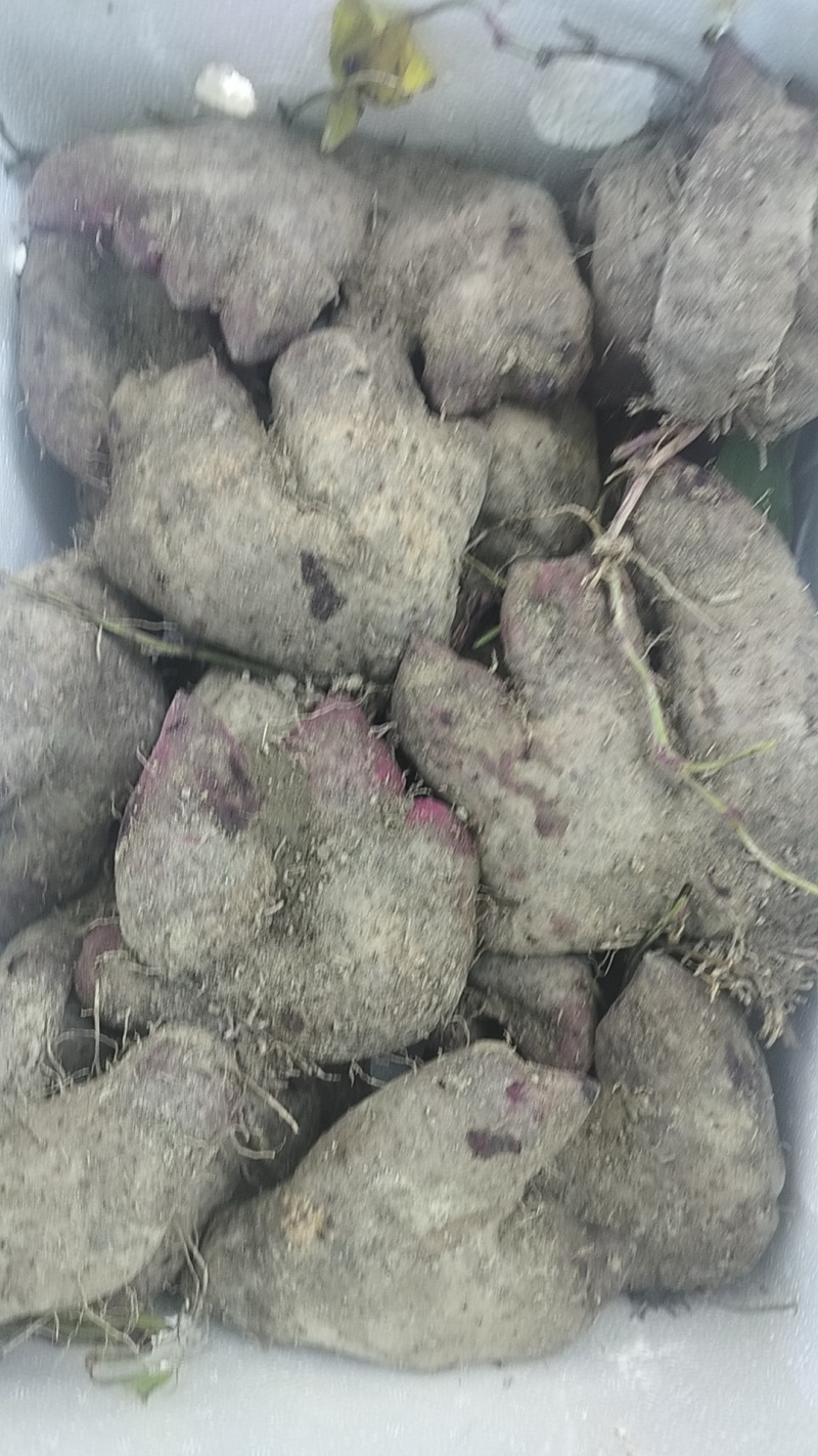 赣南紫山药次品条形不好开叉