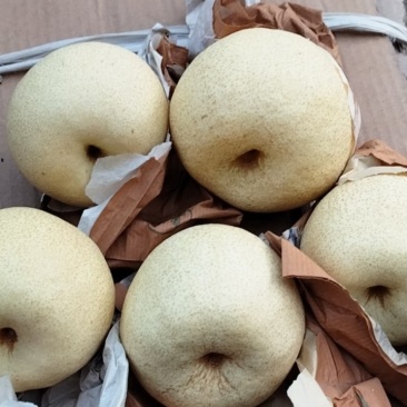 精品蒲城酥梨全国发货。质量保证