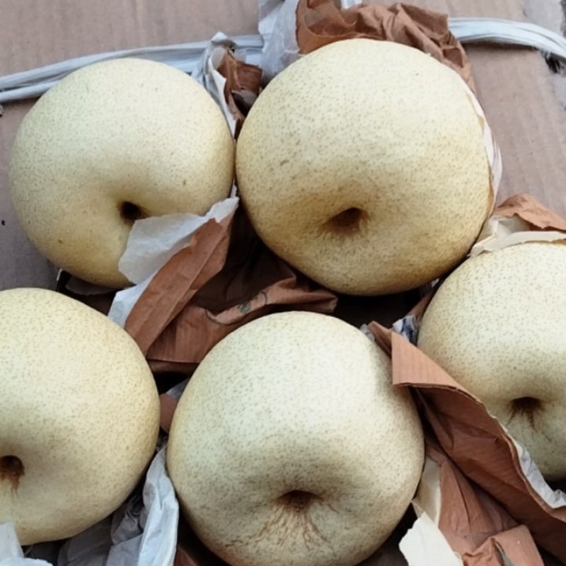 精品蒲城酥梨全国发货。质量保证