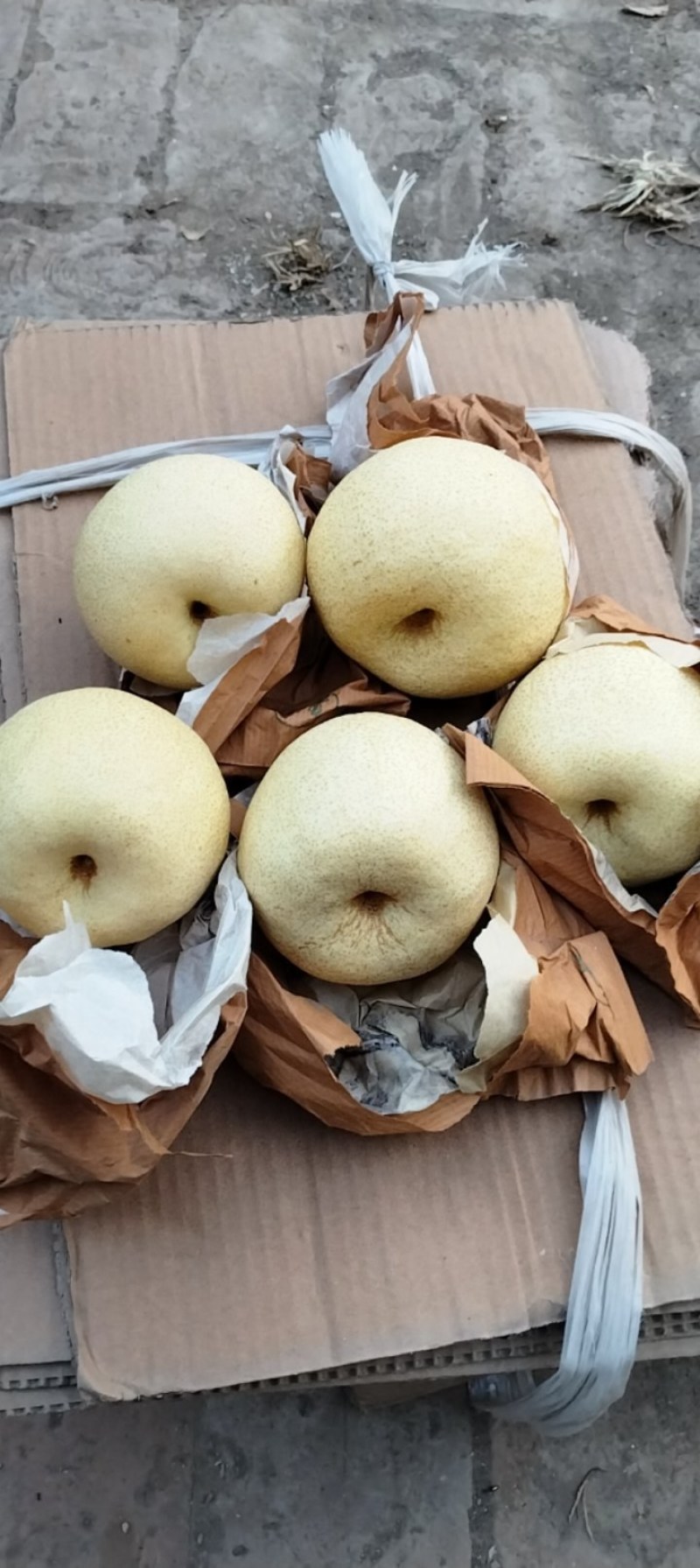 精品蒲城酥梨全国发货。质量保证