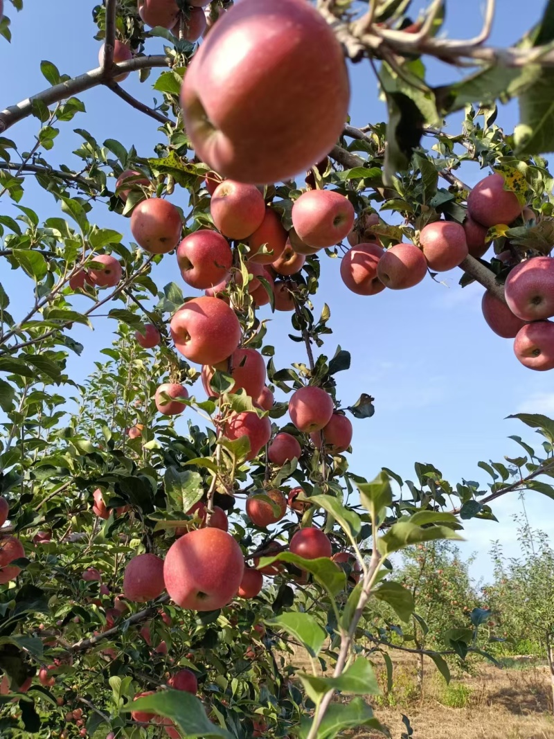 昭通糖心苹果云南产区直发保质保量供货对接全国