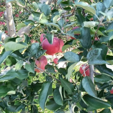 昭通糖心苹果云南产区直发保质保量供货对接全国