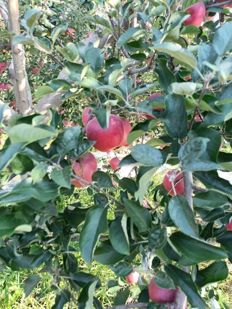 昭通糖心苹果云南产区直发保质保量供货对接全国