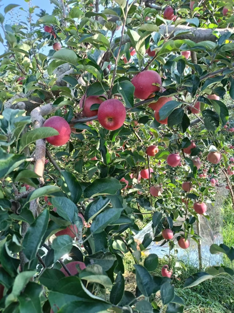 昭通糖心苹果云南产区直发保质保量供货对接全国
