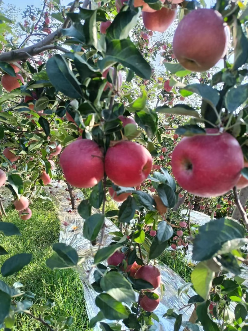 昭通糖心苹果云南产区直发保质保量供货对接全国