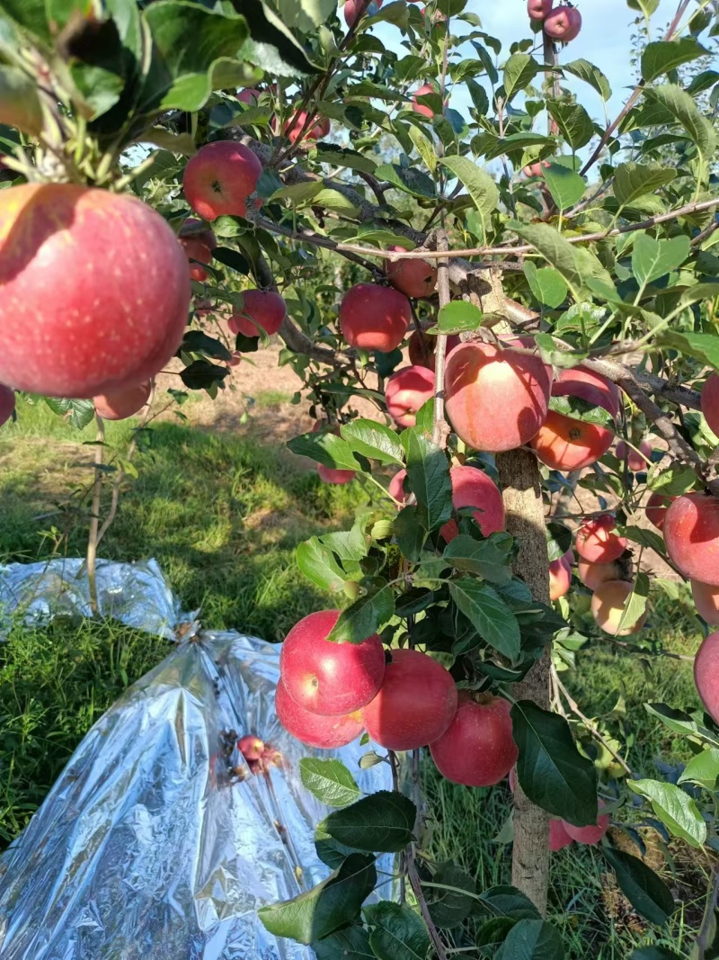 昭通糖心苹果云南产区直发保质保量供货对接全国