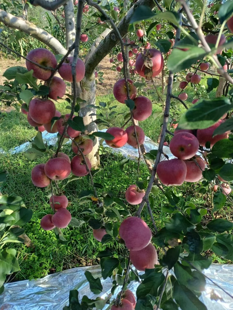 昭通糖心苹果云南产区直发保质保量供货对接全国