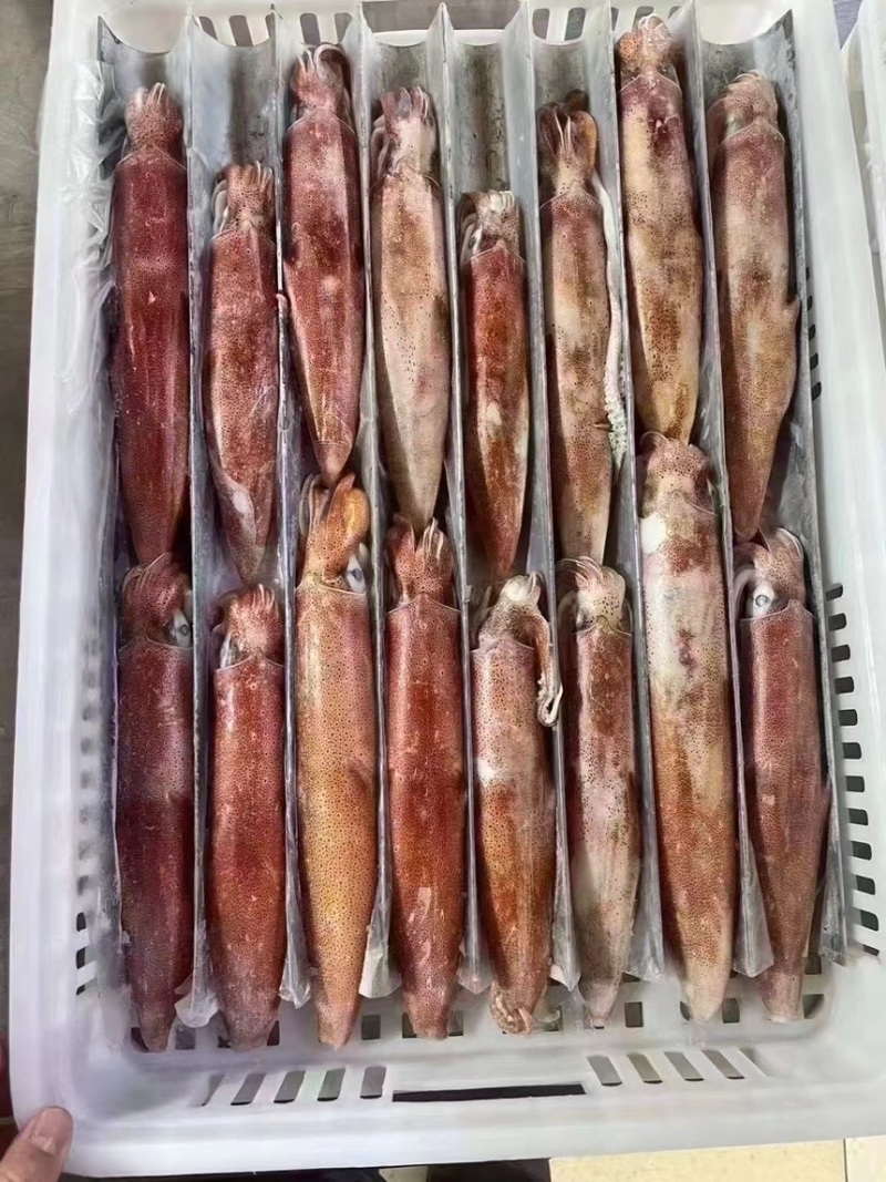 火箭鱿鱼