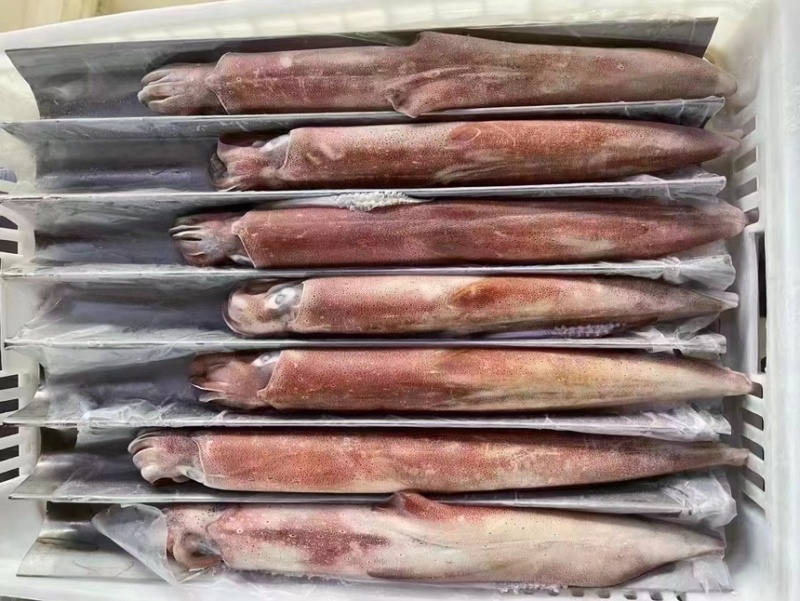 火箭鱿鱼