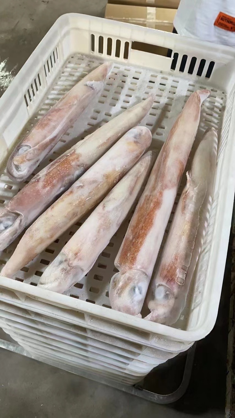 火箭鱿鱼
