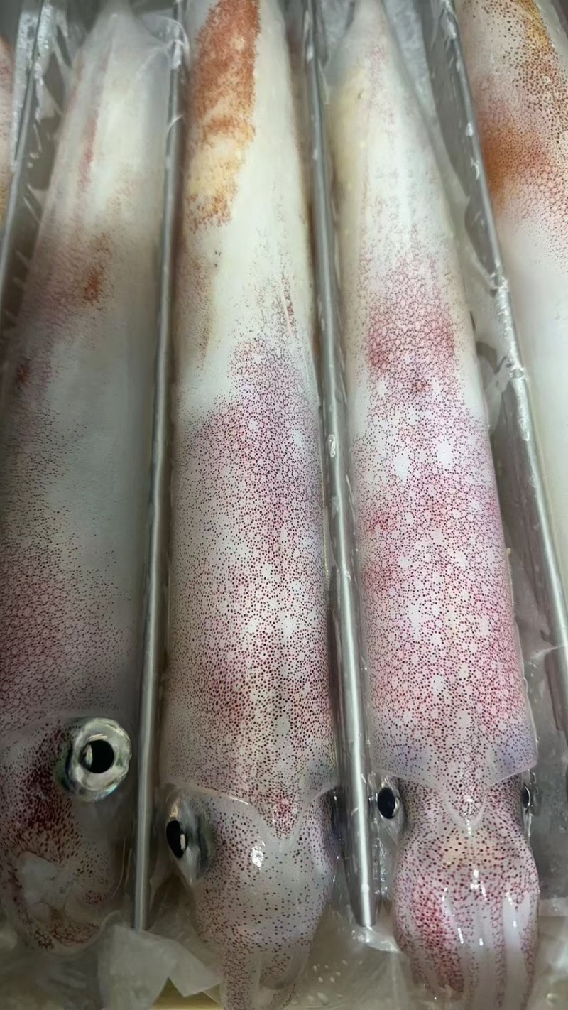 火箭鱿鱼
