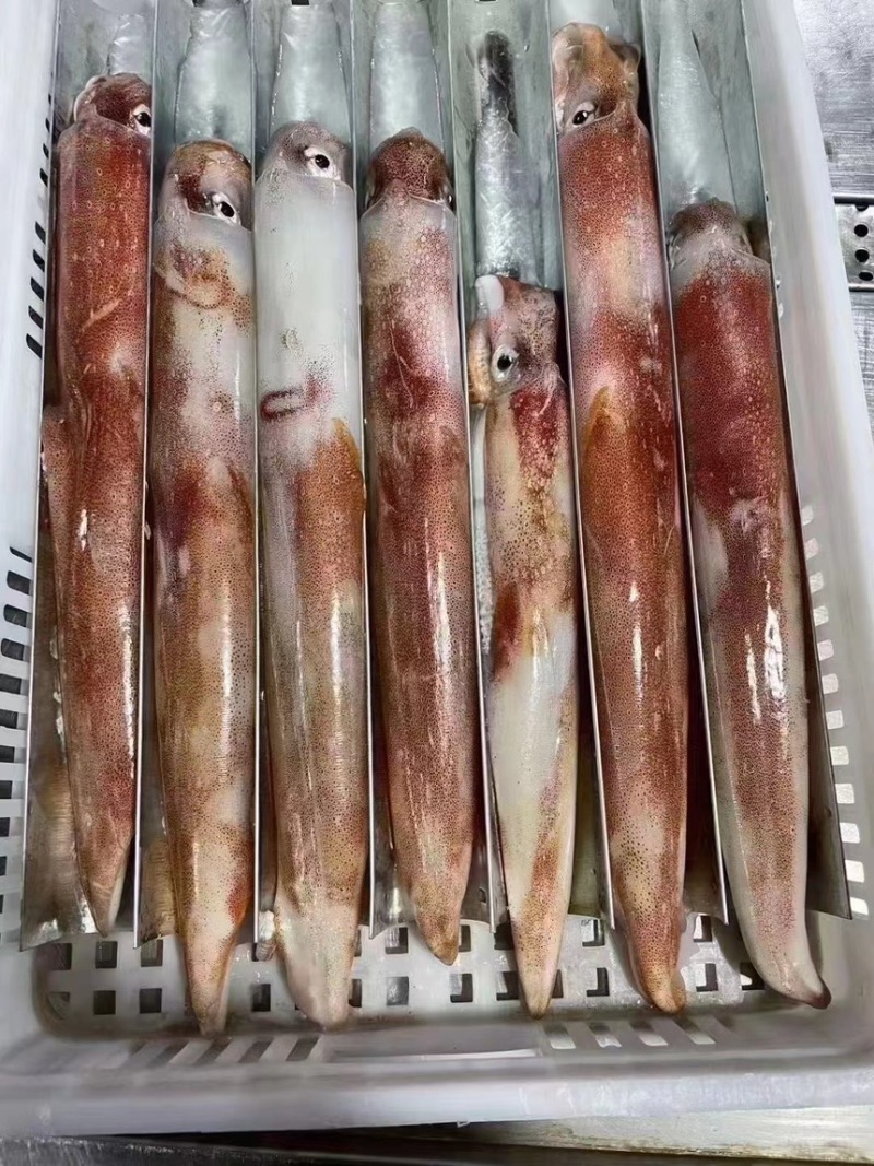 火箭鱿鱼