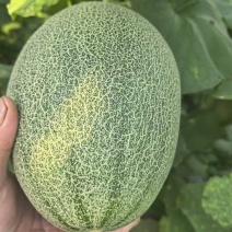 正宗山东哈密瓜新鲜水果
