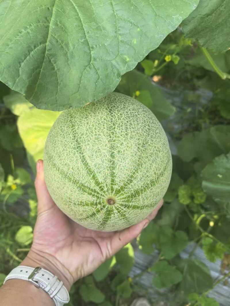 正宗山东哈密瓜新鲜水果