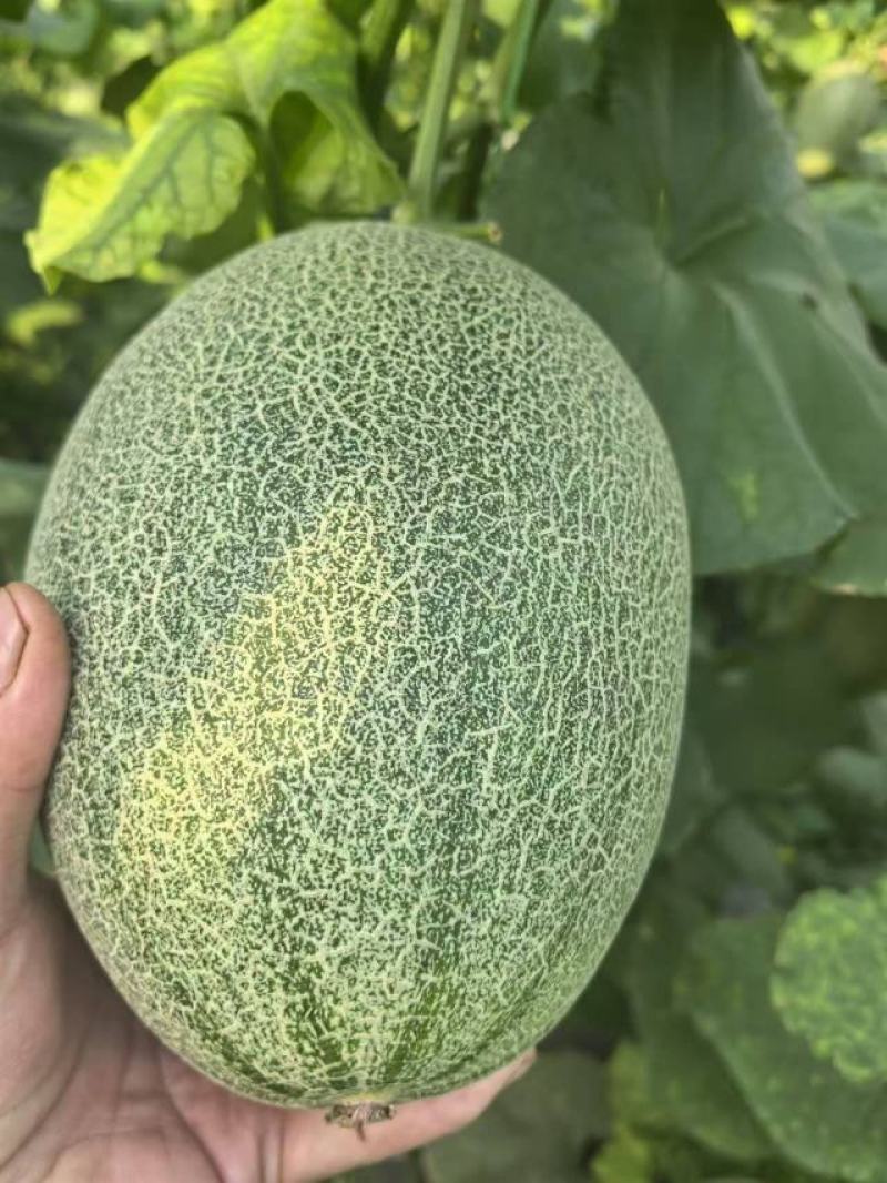 正宗山东哈密瓜新鲜水果