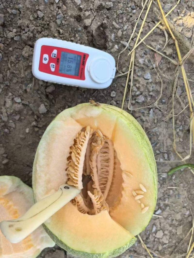 正宗山东哈密瓜新鲜水果
