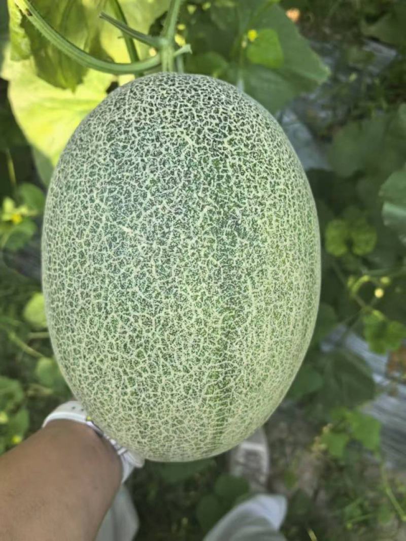 正宗山东哈密瓜新鲜水果