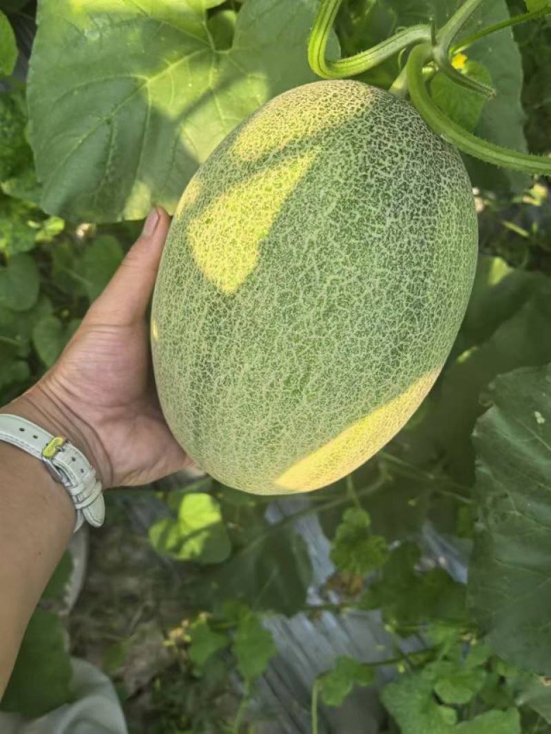 正宗山东哈密瓜新鲜水果
