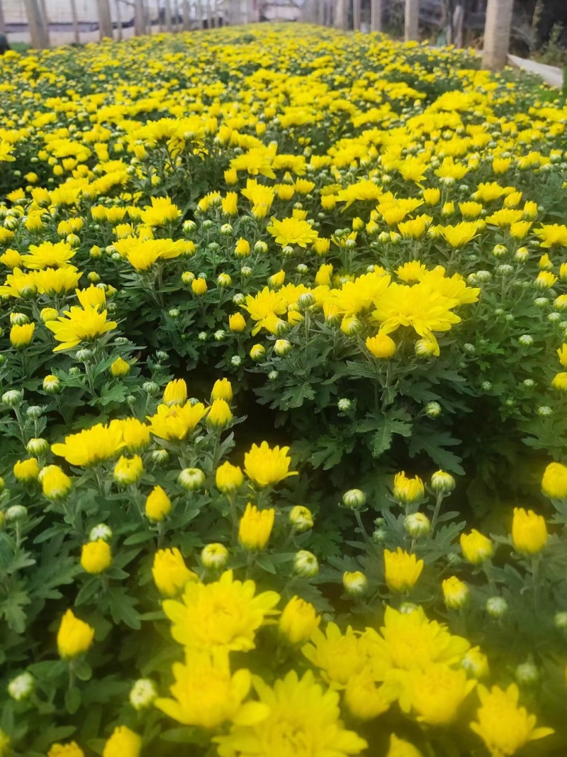 精品千头菊。