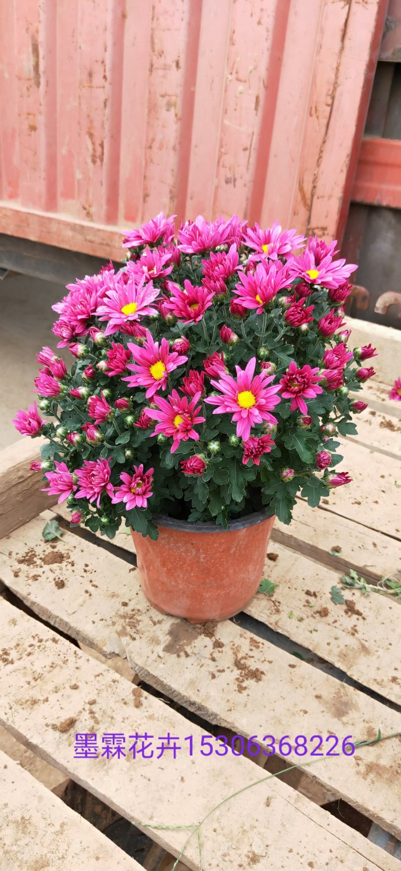 精品千头菊。