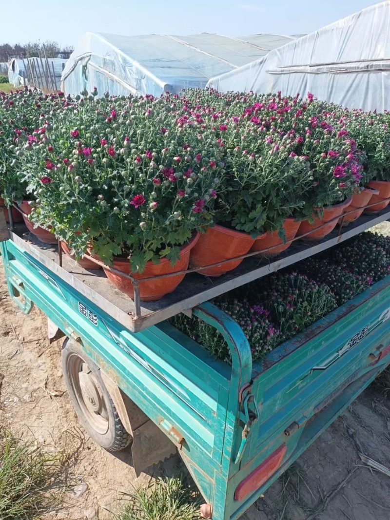 精品千头菊。