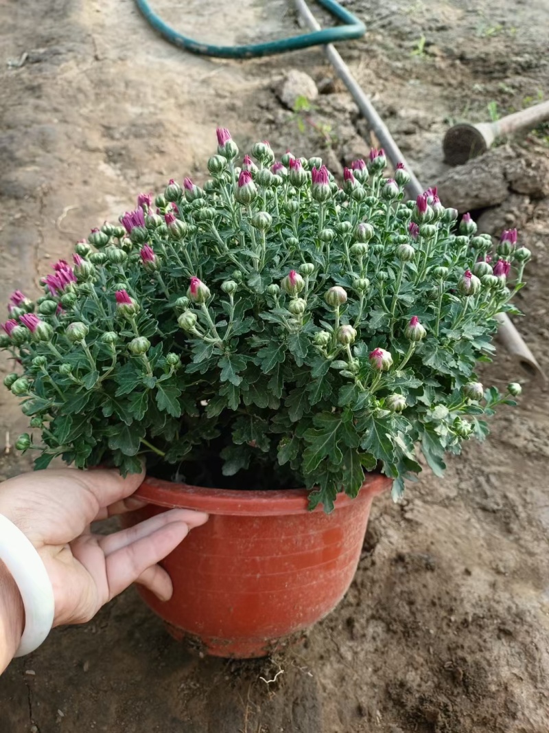 精品千头菊。