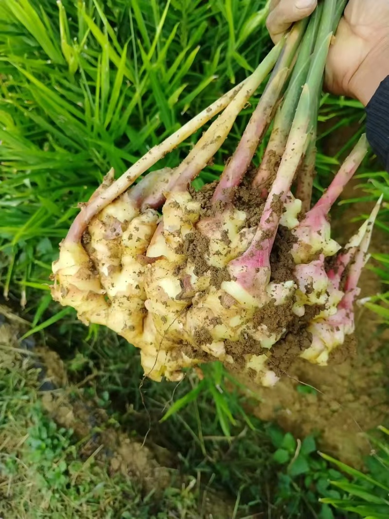 贵州省黔西南州布依族苗族自治州贞丰县二黄姜