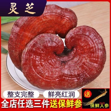 灵芝片！灵芝个子，各种规格！切片！！批发零售！